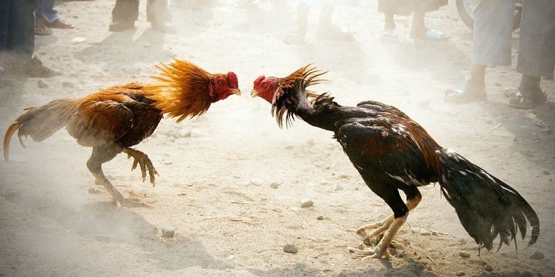 Xem Đá Gà Trực Tiếp Hôm Nay - Đá Gà Campuchia - Đá Gà Thomo Mới Nhất 42 Hạng cân thi đấu