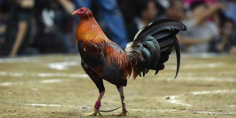 Trường gà Savan - Đá gà đòn c1 trực tiếp hôm nay 4 Hướng dẫn xem tướng chiến kê khi chơi tại Trường gà Savan