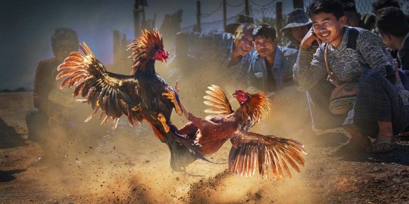 Xem Đá Gà Trực Tiếp Hôm Nay - Đá Gà Campuchia - Đá Gà Thomo Mới Nhất 39 Luật đặt cược đá gà Thomo
