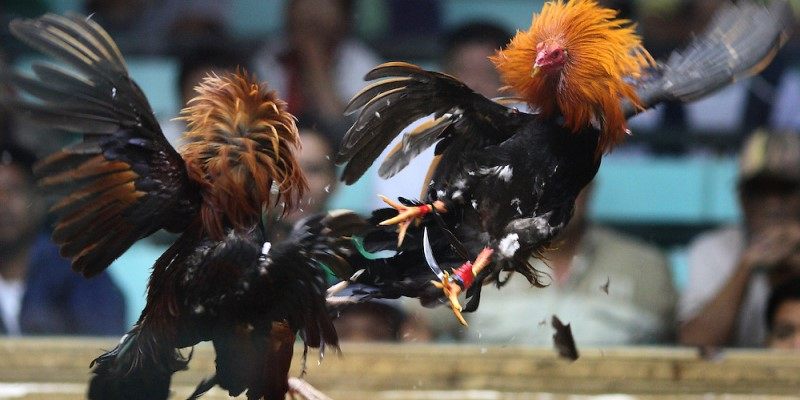 Xem Đá Gà Trực Tiếp Hôm Nay - Đá Gà Campuchia - Đá Gà Thomo Mới Nhất 40 Luật thi đấu đá gà đòn C1