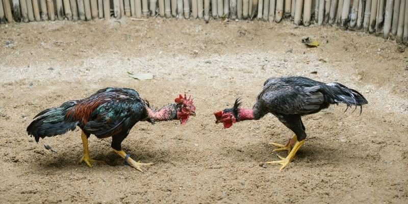 Những cách đá gà mạng luôn thắng từ kê thủ chuyên nghiệp 4 Biết về luật đá gà