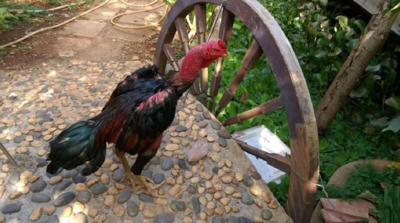 Cách xổ lãi cho gà và những kiến thức về tẩy giun sán chiến kê 3 Các biểu hiện cho thấy sư kê nên xổ lãi cho gà chọi