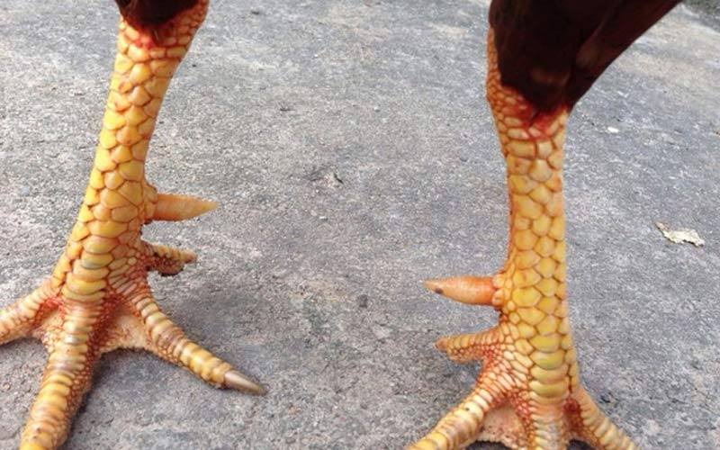 Gà Đòn - Giống Chiến Kê Dũng Mãnh Chinh Phục Trường Đá 4 Cách chọn gà đòn Việt Nam trăm trận trăm thắng qua vảy