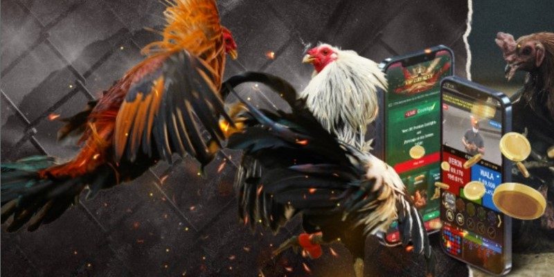 Những cách đá gà mạng luôn thắng từ kê thủ chuyên nghiệp 5 Cách đá gà mạng luôn thắng - Xem qua sơ lược thành tích của chiến kê