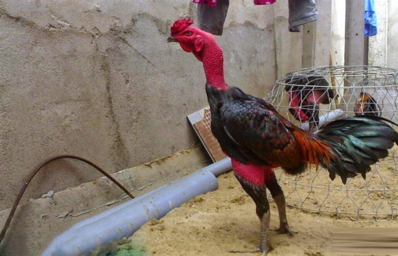 Cách nuôi gà đá nhanh phát triển đúng kỹ thuật nhất 2 Cách nuôi gà đá bằng chế độ dinh dưỡng khoa học