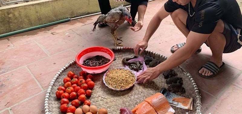 Cách nuôi gà đá chân mạnh chỉ từ chế độ ăn và luyện tập 3 Cách nuôi gà đá chân mạnh nhờ chế độ dinh dưỡng tốt