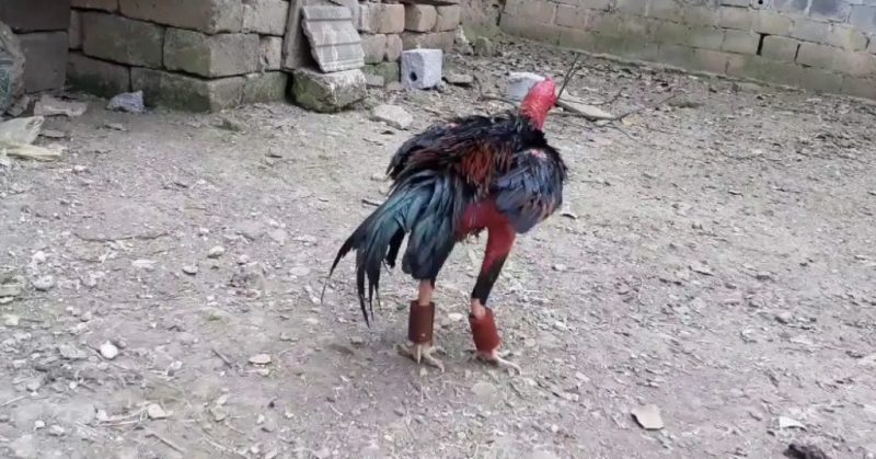 Cách nuôi gà đá chân mạnh chỉ từ chế độ ăn và luyện tập 1 Cách nuôi gà đá chân mạnh với việc lắp thêm tạ