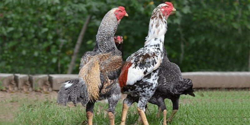 Cách nuôi gà đá nhanh phát triển đúng kỹ thuật nhất 5 Cách nuôi gà đá dọn vệ sinh chuồng trại khô thoáng, sạch sẽ