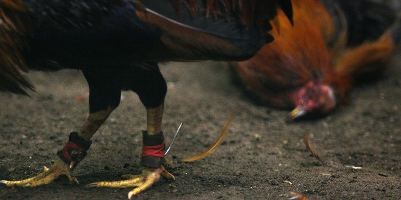Tìm hiểu luật đá gà trực tuyến cơ bản dễ hiểu cho người mới 5 Cách thức tính thắng thua của luật đá gà online