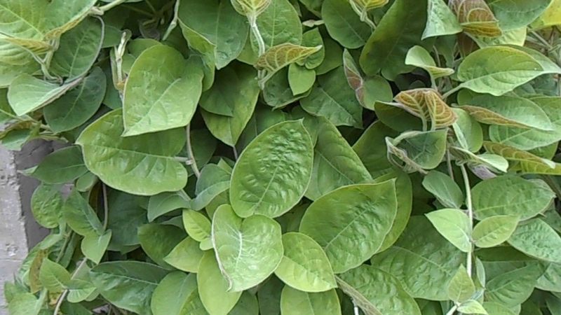 Cách xổ lãi cho gà và những kiến thức về tẩy giun sán chiến kê 4 Cách xổ lãi cho gà bằng lá mơ