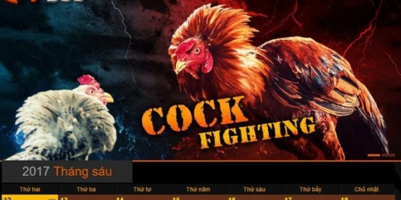 Những cách đá gà mạng luôn thắng từ kê thủ chuyên nghiệp 3 Chọn nhà cái uy tín cách đá gà mạng luôn thắng