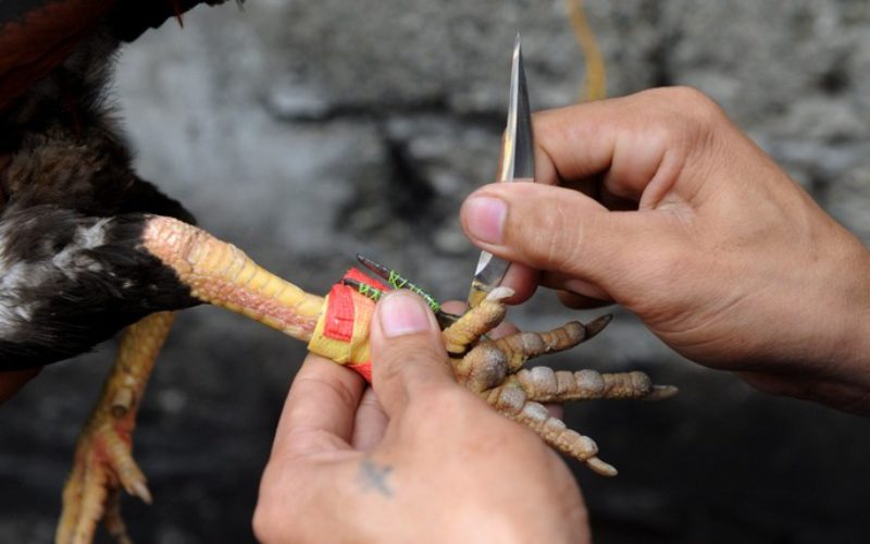 Chia sẻ cách băng cựa gà đá đúng kỹ thuật dành cho sư kê mới 1 Cựa dao tăng sát thương lên đáng kể