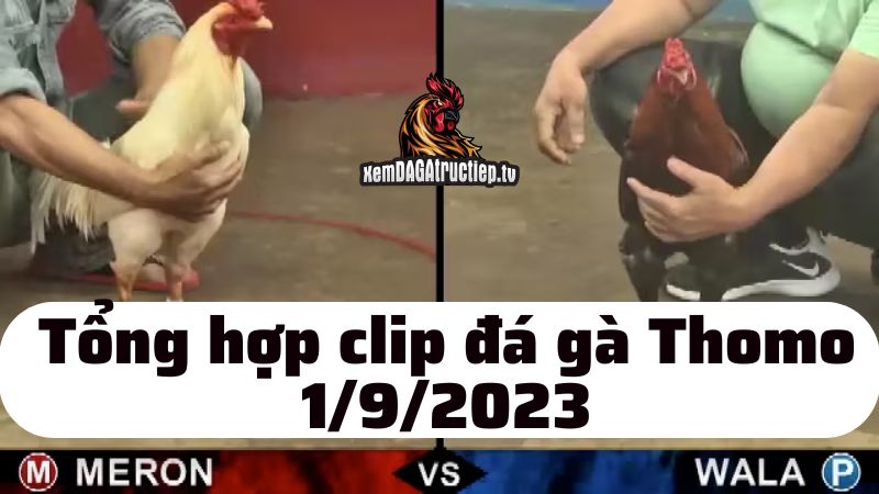 Đá gà Thomo ngày 1/9/2023 - Tổng hợp tất cả các trận đấu diễn ra trong ngày