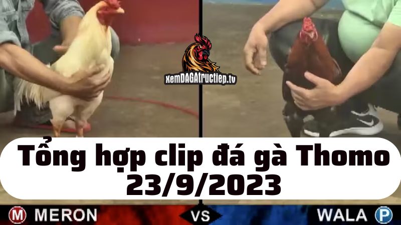 Đá gà Thomo ngày 23/9/2023 - Tổng hợp tất cả các trận đấu diễn ra trong ngày