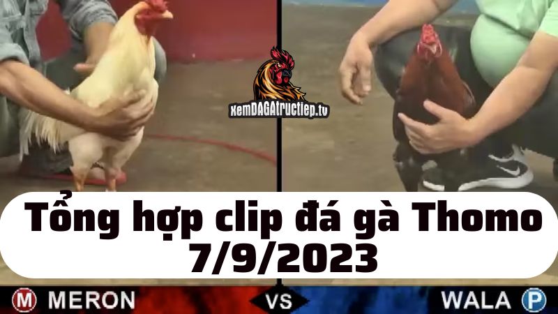Đá gà Thomo ngày 7/9/2023 - Tổng hợp tất cả các trận đấu diễn ra trong ngày