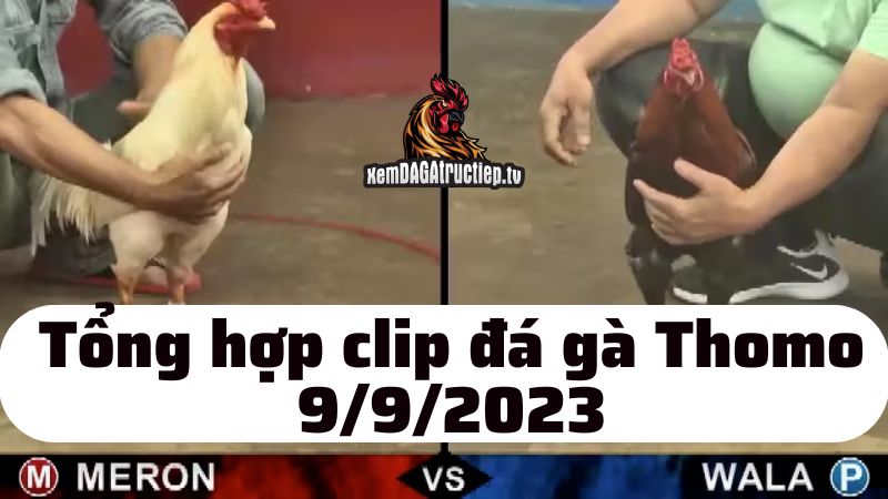 Đá gà Thomo ngày 9/9/2023 - Tổng hợp tất cả các trận đấu diễn ra trong ngày