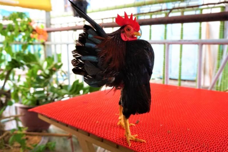 Đặc trưng serama trống