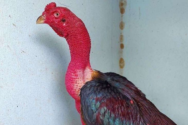 Chia sẻ cách nuôi gà đá tới pin chuẩn theo sư kê lão làng 2 Dấu hiệu cho thấy chiến kê sắp tới pin