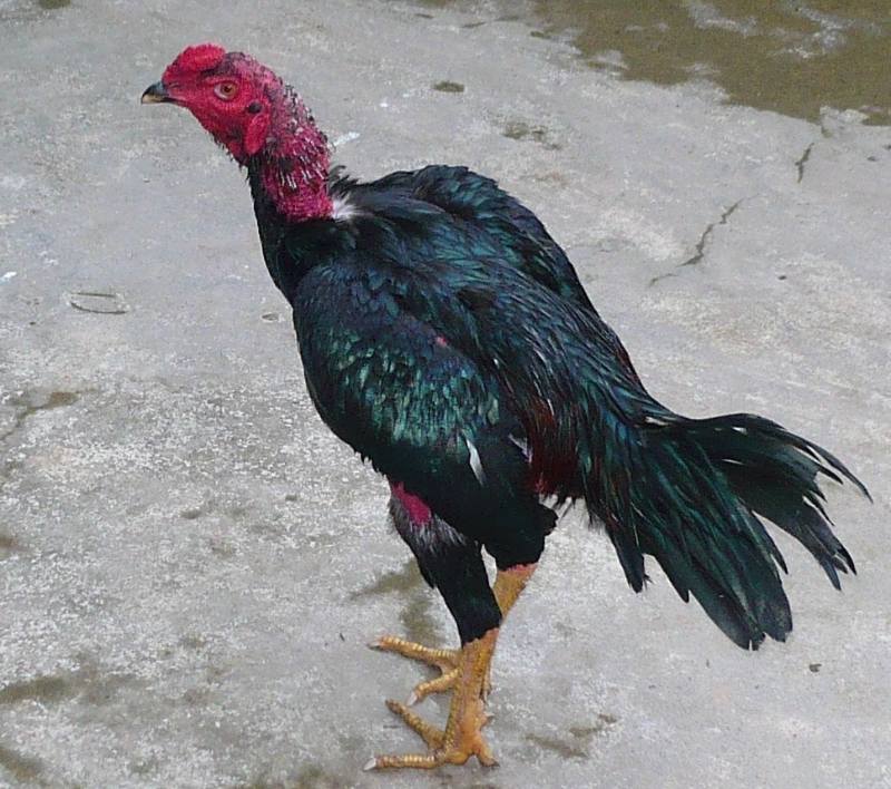 Gà Đòn - Giống Chiến Kê Dũng Mãnh Chinh Phục Trường Đá 2 Gà đòn Bình Định