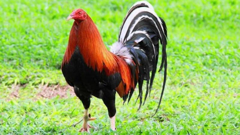 Gà chọi Mỹ - Chiến kê xuất sắc đến từ cường quốc thế giới 5 Gà Kelso thuộc dòng gà chọi Mỹ