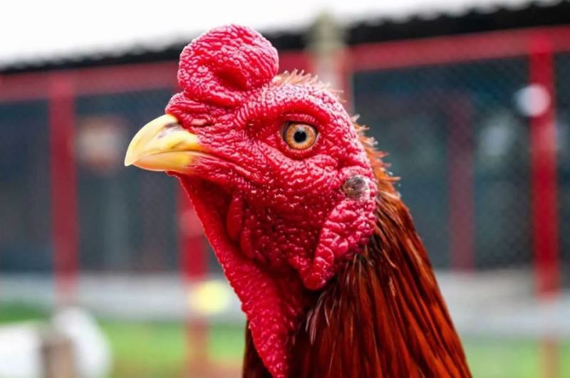 Gà Chọi Thái Lan - Chiến Kê Dũng Mãnh Bậc Nhất Đấu Trường 2 Gà Mangon