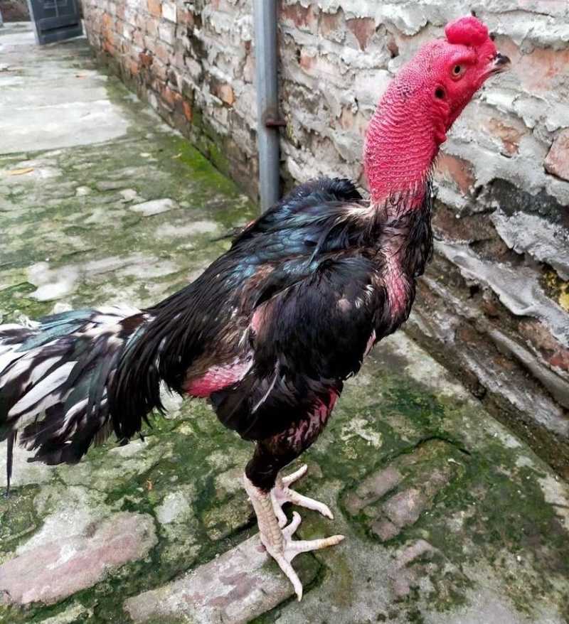 Gà Ô Chân Trắng - Chiến Kê Dũng Mãnh Chinh Phục Kê Thủ 3 Gà ô có độ bền bỉ cao