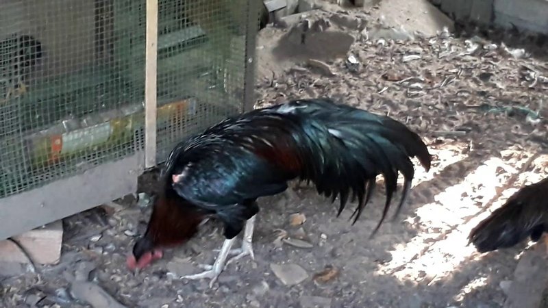 Gà Ô Chân Trắng - Chiến Kê Dũng Mãnh Chinh Phục Kê Thủ 4 Gà ô có ngoại hình đẹp