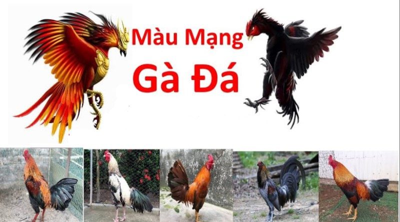 Màu mạng gà và tầm quan trọng trong việc đưa chiến kê đi đấu 1 Học cách xem màu mạng gà giúp chọn được chiến kê đá hay