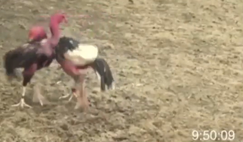 Full độ gà đòn Savan - Huế VS Quảng Bình ngày 9/6/2023