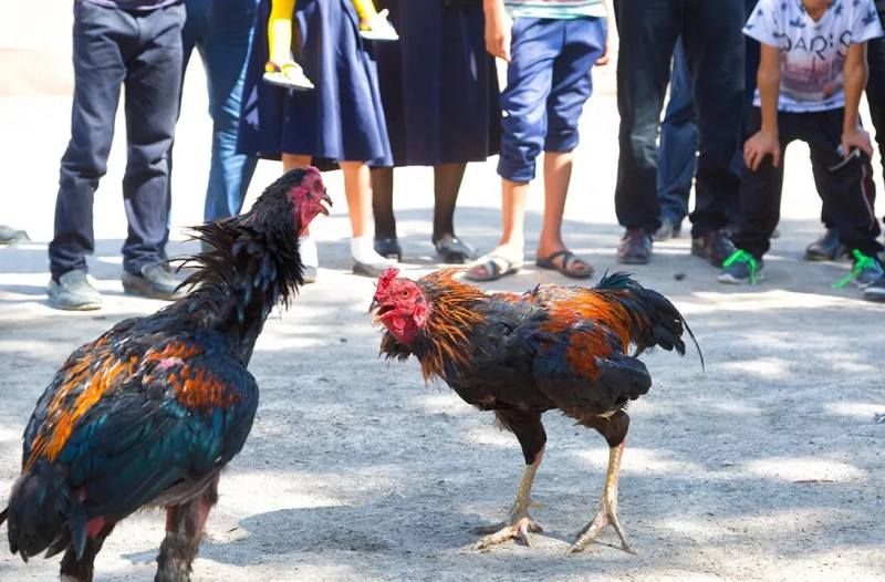 Gà Đòn - Giống Chiến Kê Dũng Mãnh Chinh Phục Trường Đá 5 Hướng dẫn sư kê huấn luyện gà đòn Việt Nam chiến giỏi