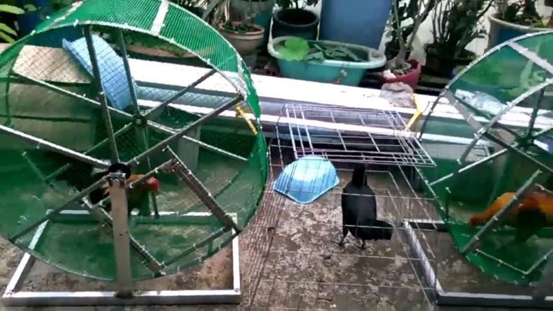 Cách nuôi gà đá chân mạnh chỉ từ chế độ ăn và luyện tập 2 Kết hợp bài tập chạy lồng liên tục cho chiến kê