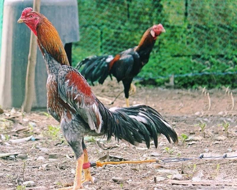 Gà nòi - Khám phá giống chiến kê Việt Nam và cách nuôi chuẩn 1 Khái quát về gà nòi