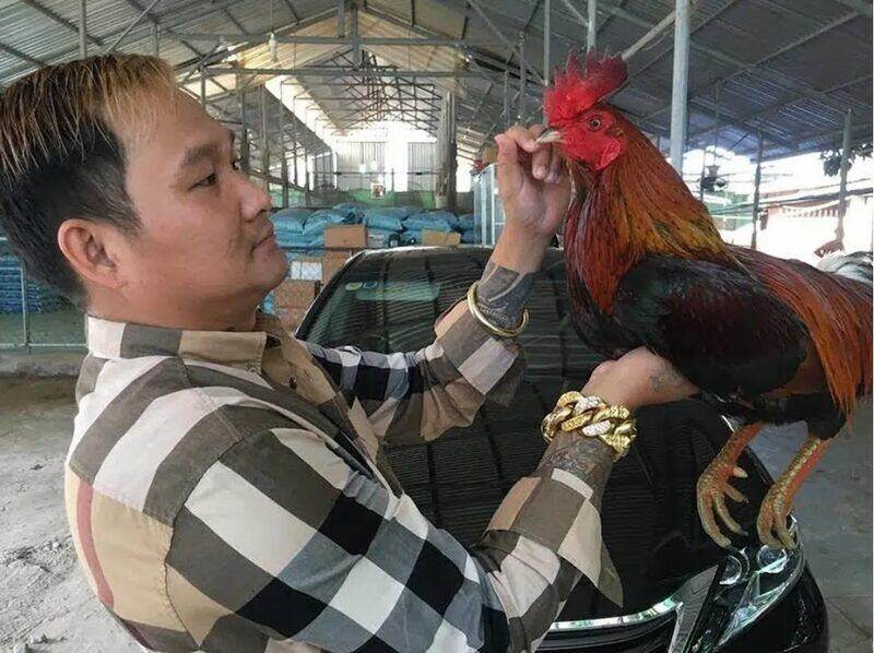 Mít Trà Cú - Sư kê nổi tiếng nhất tại đấu trường gà đá Thomo 1 Khái quát về Mít Trà Cú
