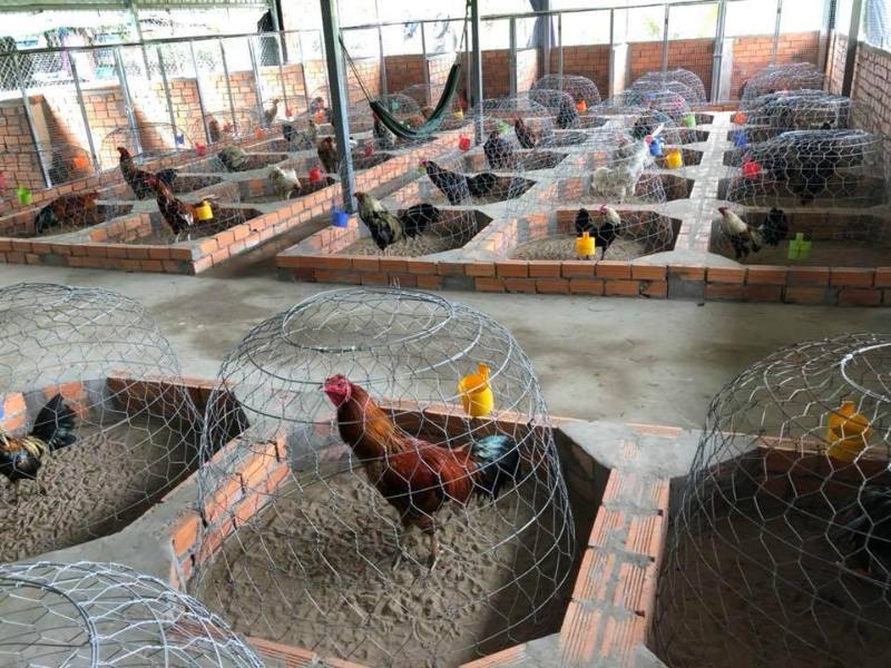 Gà nòi - Khám phá giống chiến kê Việt Nam và cách nuôi chuẩn 5 Kỹ thuật chăm sóc gà nòi chuẩn