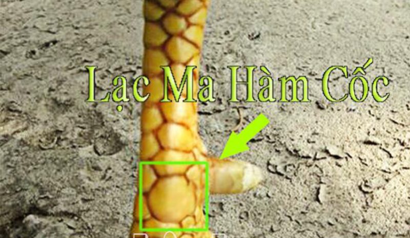 Cách xem và phát hiện vảy gà tiềm năng khi nuôi chiến kê 5 Lạc ma hàm cốc
