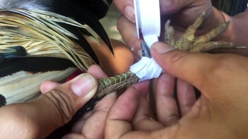Chia sẻ cách băng cựa gà đá đúng kỹ thuật dành cho sư kê mới 4 Lưu ý kèm theo khi triển khai cách băng cựa gà đá