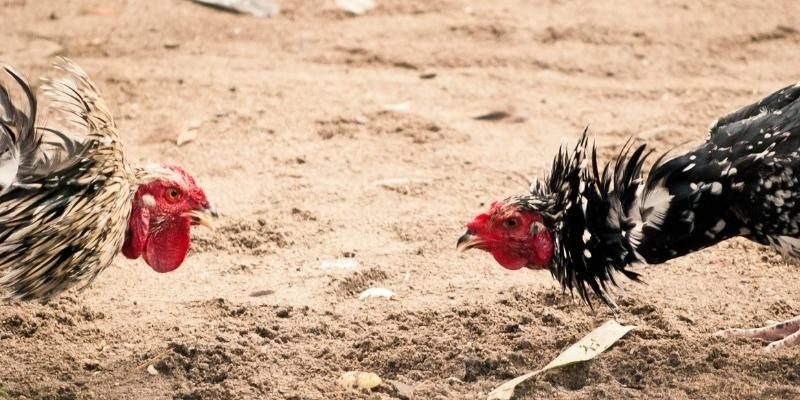 Cách nuôi gà đá nhanh phát triển đúng kỹ thuật nhất 3 Luyện xen kẽ vẫn hơi - vần đòn