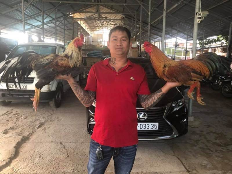 Mít Trà Cú - Sư kê nổi tiếng nhất tại đấu trường gà đá Thomo 3 Mít Trà Cú trở thành sư kê nổi tiếng