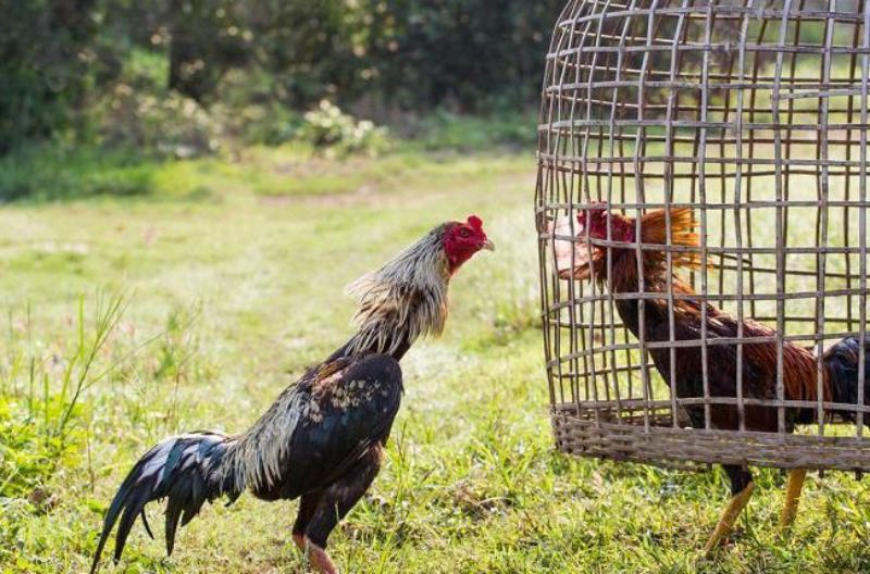 Gà Chọi Thái Lan - Chiến Kê Dũng Mãnh Bậc Nhất Đấu Trường 1 Nguồn gốc xuất xứ của gà chọi Thái Lan