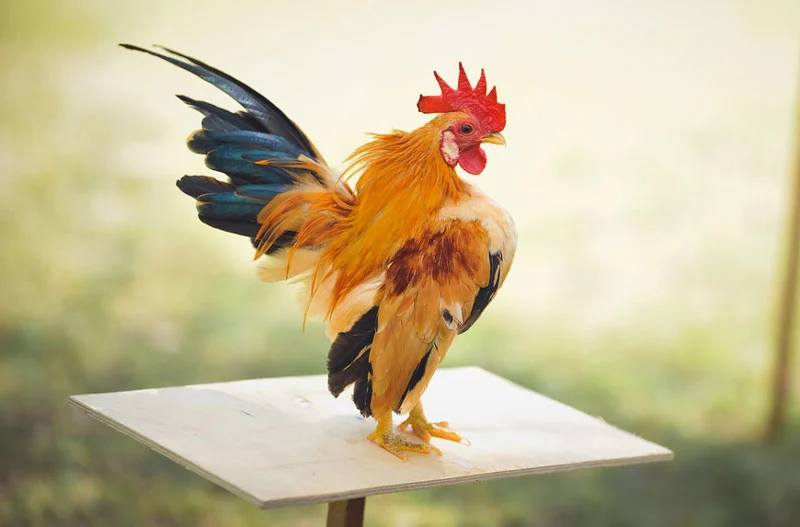 Những hình dáng gà thường gặp