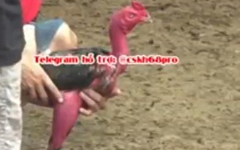 Video gà đòn C1 trường gà Savan - Quảng Bình VS Nam Định