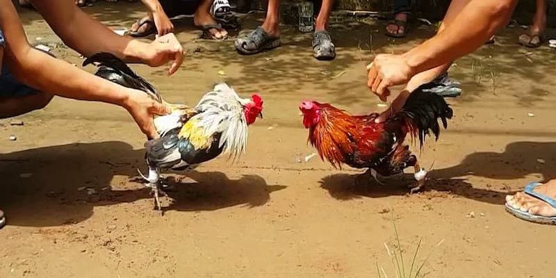 Tìm hiểu luật đá gà trực tuyến cơ bản dễ hiểu cho người mới 2 Quy định về cách tham gia