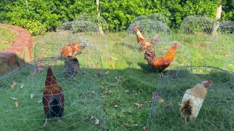 Mít Trà Cú - Sư kê nổi tiếng nhất tại đấu trường gà đá Thomo 4 Quy mô trang trại gà đá của Mít Trà Cú