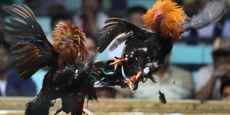 Tìm hiểu luật đá gà trực tuyến cơ bản dễ hiểu cho người mới 3 Quy tắc về chạng gà
