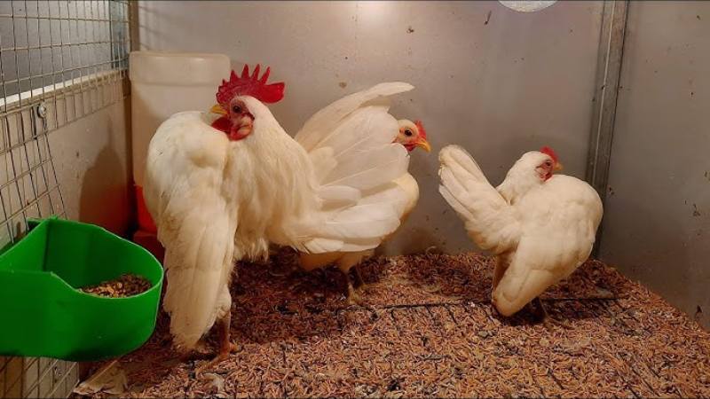 Thức ăn cho gà Serama