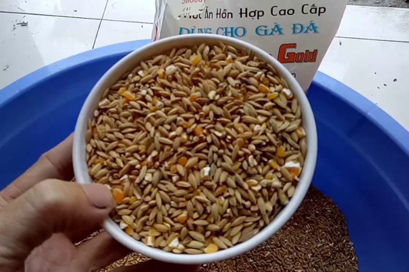 Các loại thức ăn gà đá tự nhiên và công nghiệp tốt nhất 1 Thức ăn gà đá theo dạng ngũ cốc