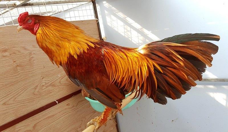 Gà Khét - Chiến Kê Đỉnh Cao Bất Bại Trên Mọi Đấu Trường 1 Tìm hiểu giống gà khét là gì?