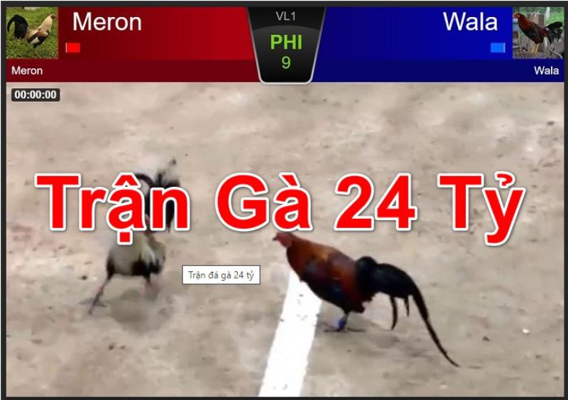 Trận Đá Gà 24 Tỷ Màn Đấu Siêu Khủng Trong Lịch Sử Đá Gà 1 Trận đấu gà 24 tỷ Phúc Bình Dương và Mít Trà Cú
