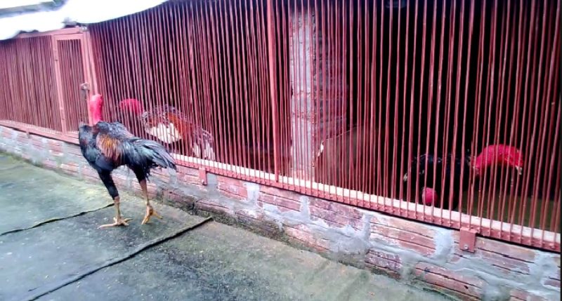 Cách nuôi gà đá bằng thuốc an toàn, đạt hiệu quả tốt nhất 5 Vệ sinh chuồng gà
