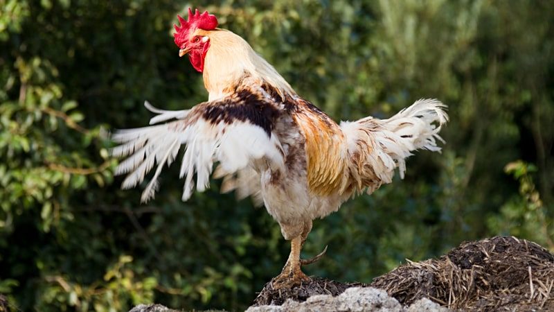 Cách nuôi gà đá nhanh phát triển đúng kỹ thuật nhất 1 Vì sao cách nuôi gà đá chuẩn kỹ thuật lại quan trọng